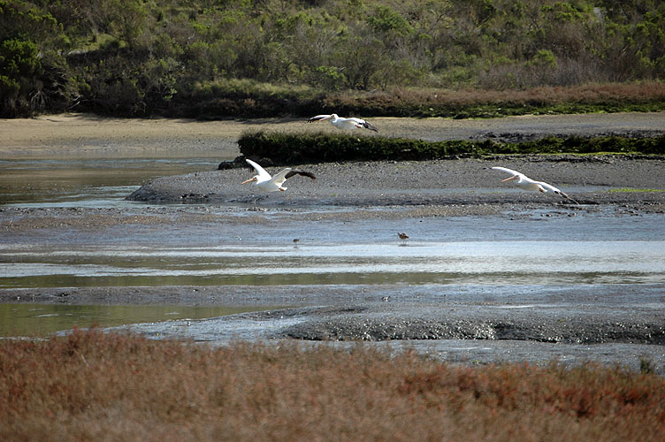 Elkhorn Slough Feb. 2010 078.jpg